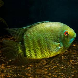 Цихлазома северум зеленый (Heros severus green)