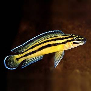 Юлидохромис орнатус (Julidochromis ornatus)