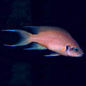 Принцесса Бурунди (Neolamprologus brichardi)