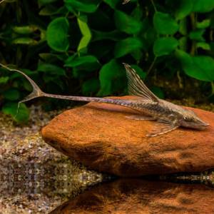 Стуризома панамская (Sturisoma panamense)