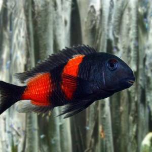 Трофеус вишенка (Tropheus moorii Bulu Point)