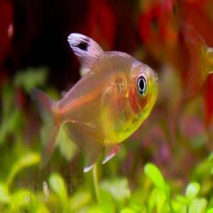 Орнатус белоплавничный (Hyphessobrycon Ornatus)