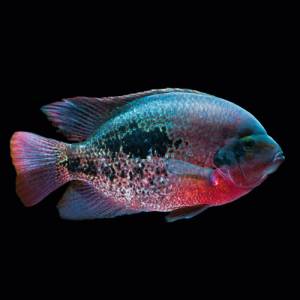 Вьеха бифасциата (Vieja bifasciata)