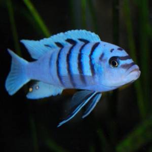 Галерея Риф (Cynotilapia Gallireya Reef)
