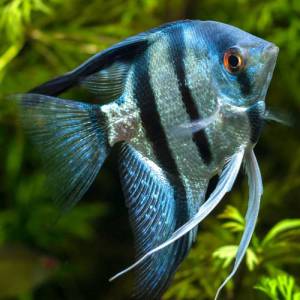 Скалярия голубая (Pterophyllum scalare blue)