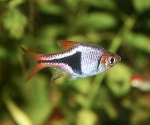 Расбора  клинопятнистая (Rasbora heteromorpha)