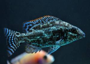Хаплохромис линни (Nimbochromis linn)