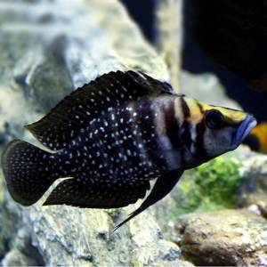 Кальвус блэк (Altolamprologus calvus black)