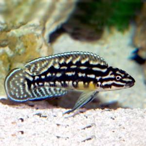 Юлидохромис марлиера (Julidochromis marlieri)