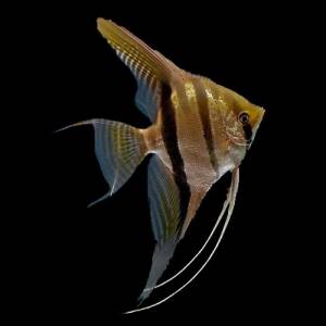 Скалярия полосатая (Pterophyllum scalare Zebra)