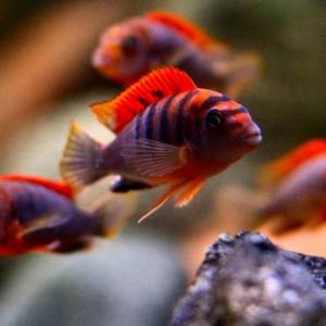 Лабидохромис Хонги ред (Labidochromis Kimpuma red)