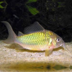 Брохис изумрудный (Brochis splendens)