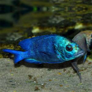 Дельфин Гизель (Placidochromis phenochilus Gissel)