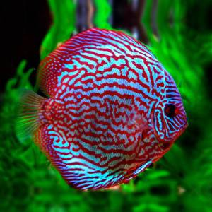 Дискус красный туркис (Discus Red Turquoise)