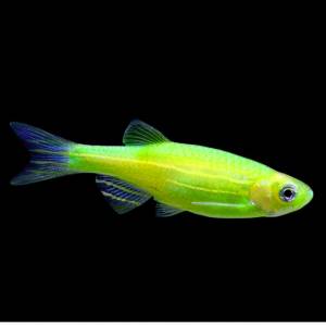 Данио зеленый GloFish (Danio Electric Green)