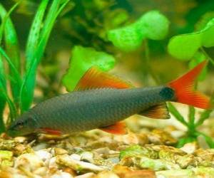 Лабео зеленый (Labeo frenatus) 