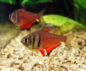  Тетра фон Рио (Hyphessobrycon flammeus)  