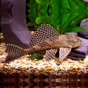 Плекостомус (Hypostomus plecostomus)