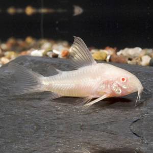Коридорас крапчатый альбинос (Corydoras paleatus albino)