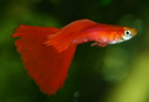 ГУППИ КРАСНАЯ(GUPPY FULL RED)