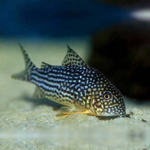 Коридорас штерба (Corydoras sterbai)