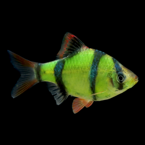 Барбус суматранский GloFish (Barbus Electric Green)