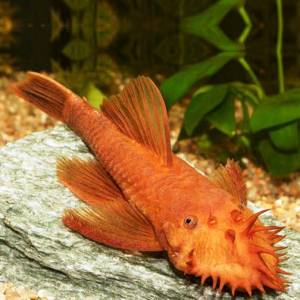 Анциструс красный (Ancistrus dolichopterus red)