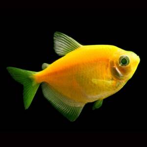 Тернеция желтая GloFish (Ternetzi Sunburst Orange)