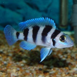 Лампрологус пятиполосый (Neolamprologus tretocephalus)