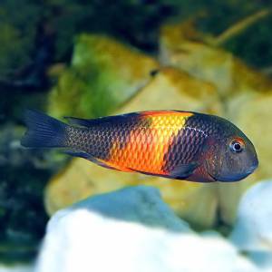 Трофеус бемба (Tropheus moorii bemba)