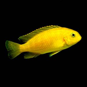 Трофеопс золотой (Tropheops macrophthalmus gold)