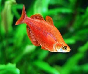 Глоссолепис красный (Glossolepis incisus)