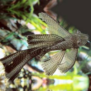 Анциструс обыкновенный вуалевый (Ancistrus dolichopterus longfin)
