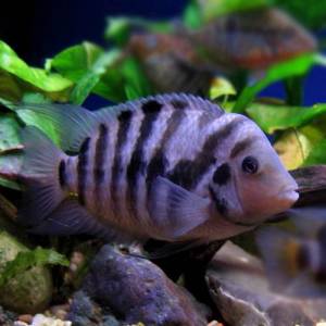 Цихлазома чернополосая (Cichlasoma nigrofasciatum)