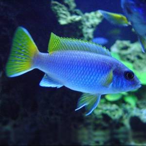 Аки голубой (Pseudotropheus acei Luwala Reef)