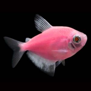Тернеция розовая GloFish (Ternetzi Moonrise Pink)