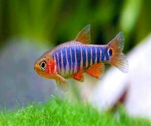Расбора эритромикрон (Danio erythromicron)