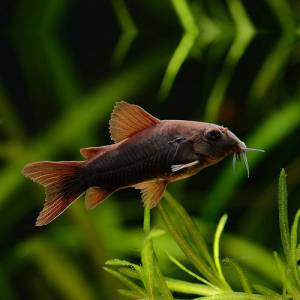 Коридорас Блэк Венесуэла (Corydoras aeneus Black Venezuela)