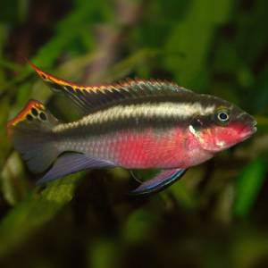 Цихлида-попугай (Pelvicachromis pulcher)
