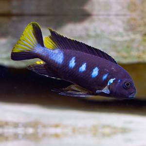 Элонгатус чевере (Pseudotropheus elongatus chewere)