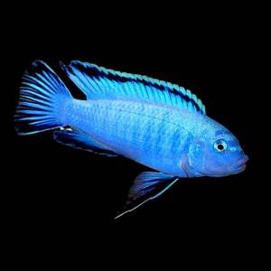 Пиндани (Pseudotropheus socolofi)