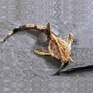 Буноцефал (Bunocephalus bicolor)