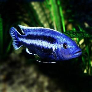 Меланохромис чипока (Melanochromis chipokae)