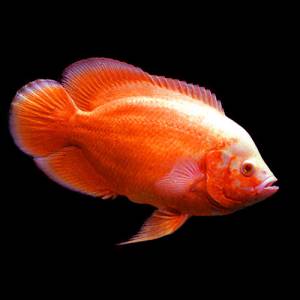 Астронотус красный альбинос (Astronotus albino red)
