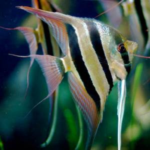 Скалярия Альтум (Pterophyllum scalare Altum)