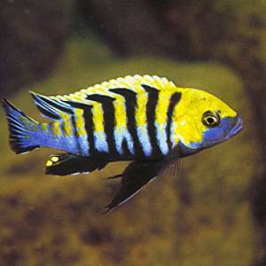 Цинотиляпия афра эдвард кобу (Cynotilapia afra Edwardi Cobue)