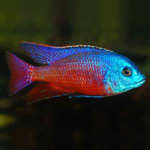 Боадзулу (Protomelas taeniolatus Boadzulu Red)