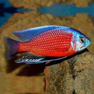 Копадихромис каданго (Copadichromis borleyi kadango)