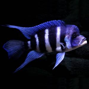 Фронтоза (Cyphotilapia frontosa)