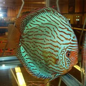Дискус туркис бриллиантовый (Discus Brilliant Turquoise)